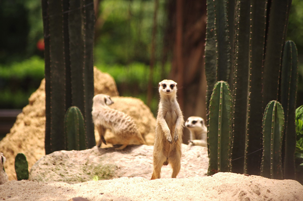 Shenzhen Safari Wildlife Park Scene