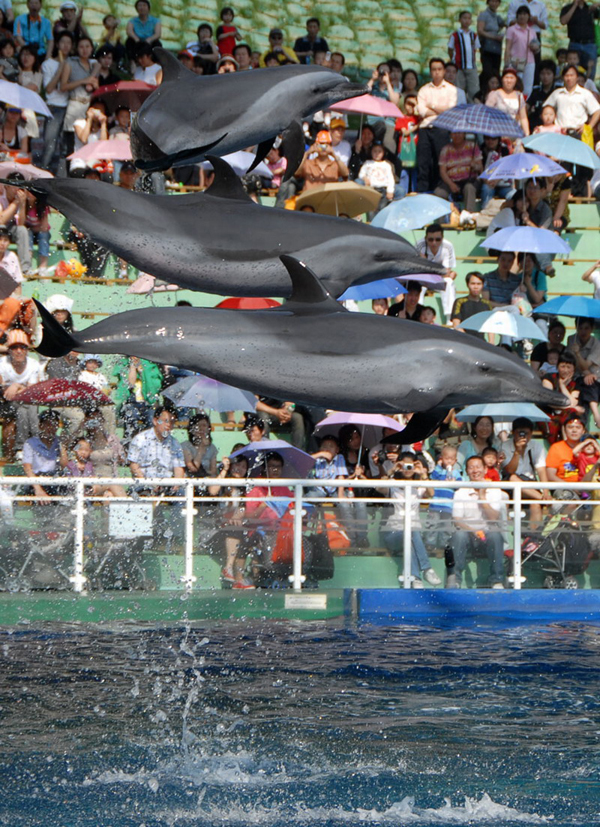 Shenzhen Safari Wildlife Park Dolphin
