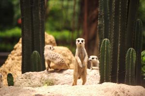 Shenzhen Safari Wildlife Park Scene