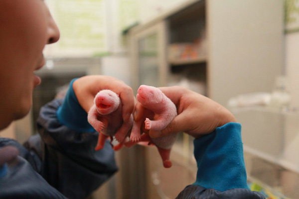 Wolong Panda Base Panda Babies