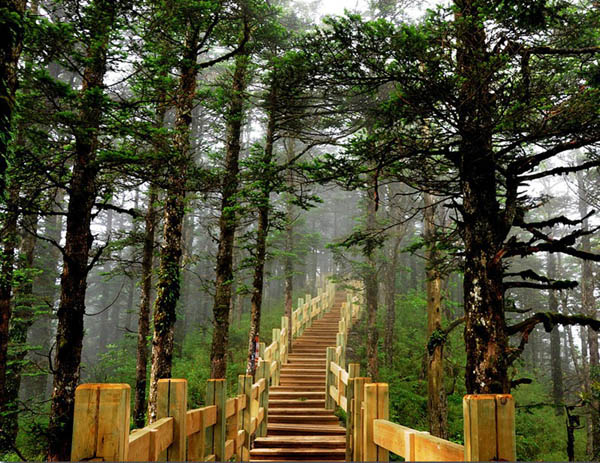 Xiling Snow Mountain Woods
