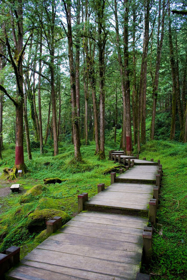 Chiayi Alishan Mountain