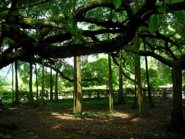 The Big Banyan Guilin	