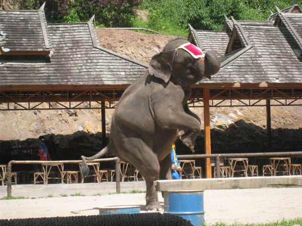 Jinghong Wild Elephant Valley Glimpse