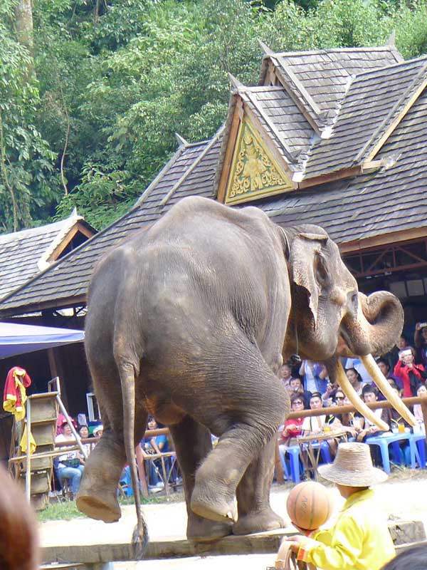 Jinghong Wild Elephant Valley View Tour