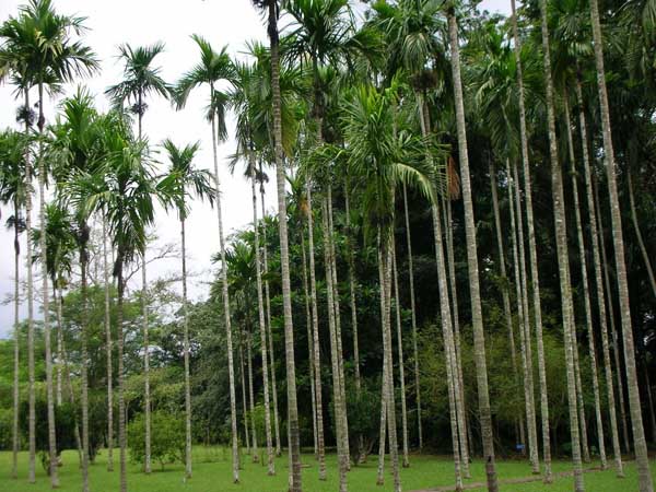 Tropical Rain Forest Look