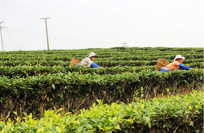 14-day Kunming Pu’er Jinghong Dali Yunnan Tea Business Trip