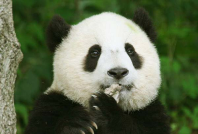 14-day Best China Panda Tour