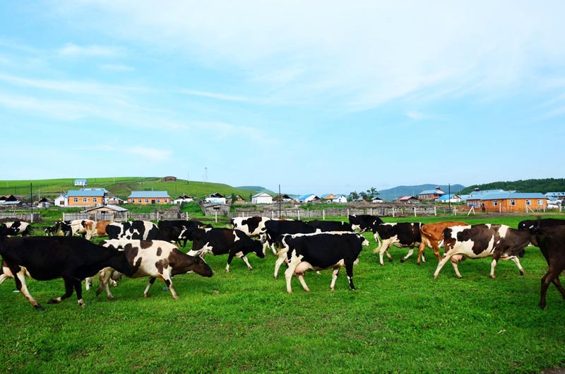 7-day Inner Mongolia Xilingol Grassland Photograph Tour