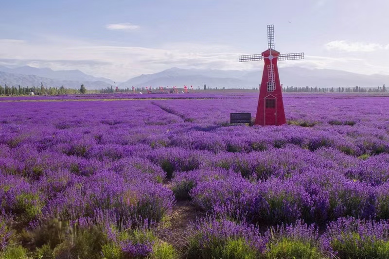 Hometown of Lavender