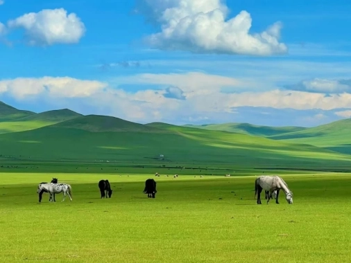 Xilin Gol Grassland
