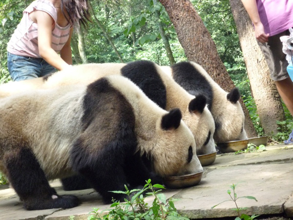 Day 6Dujiangyan Base Panda Base