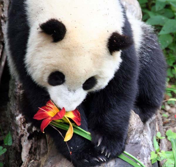3-day Chengdu Highlights Tour