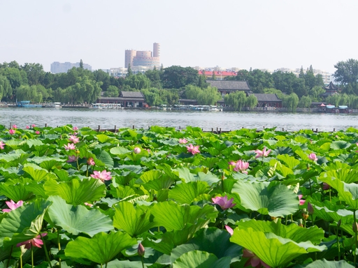 Daming Lake