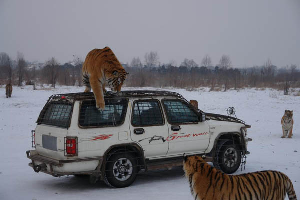 Siberian Tiger Park