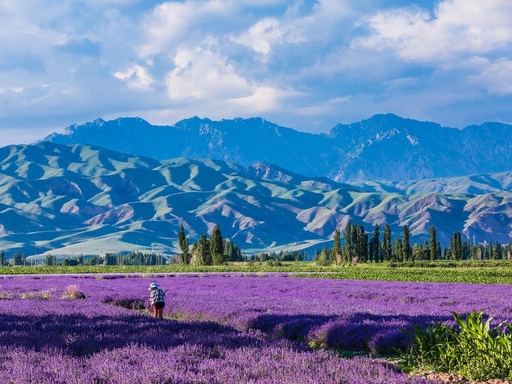 Lavender Estate
