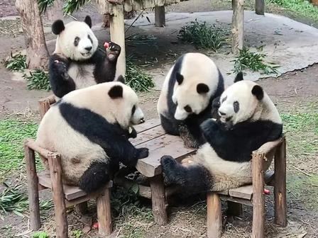 Chongqing Zoo