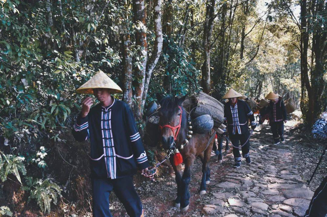  Day 5 Puer/Jingdong
