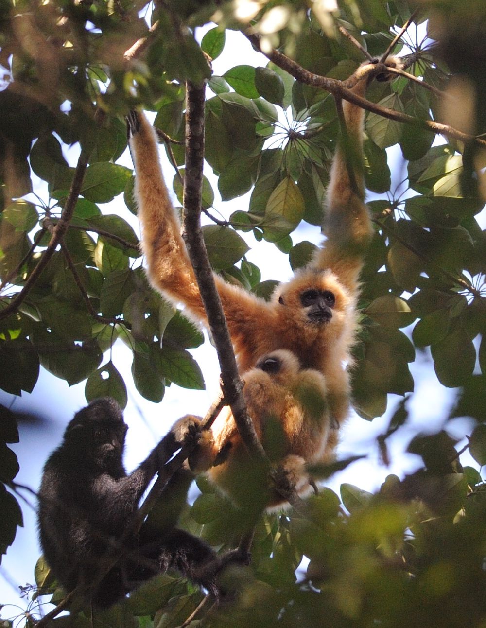 Yinggeling Nature Reserve