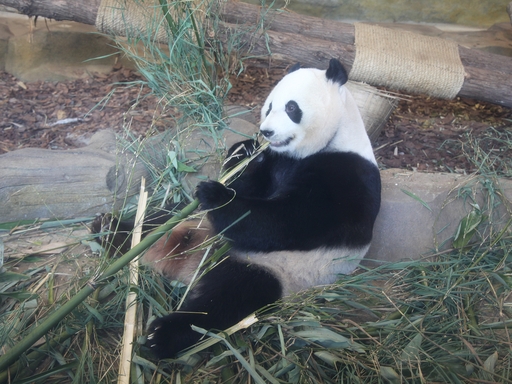 Chengdu Giant Panda Base