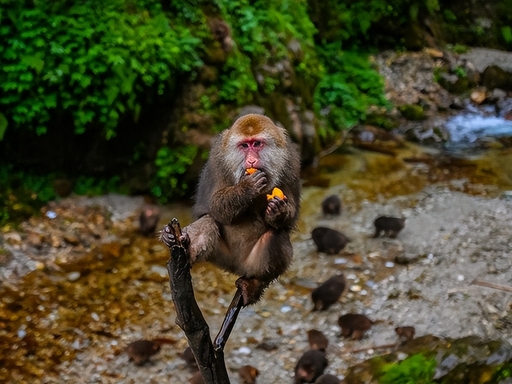 Emei Mountain