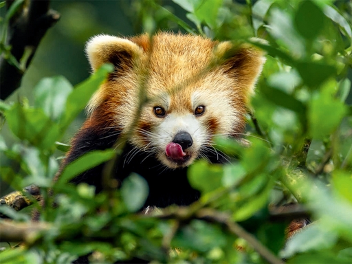 Wolong Nature Reserve