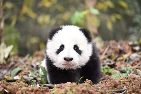 Bifengxia Panda Base