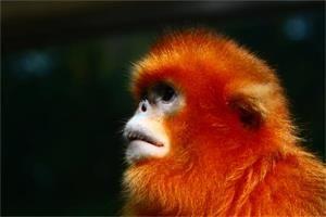 Chengdu Zoo