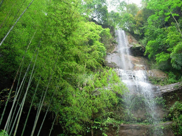 Southern Bamboo Sea